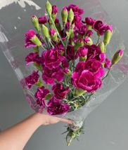 Spryc Carnation