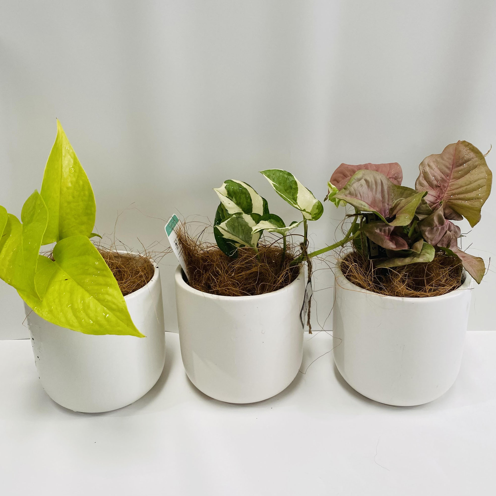 plants-1.jpg