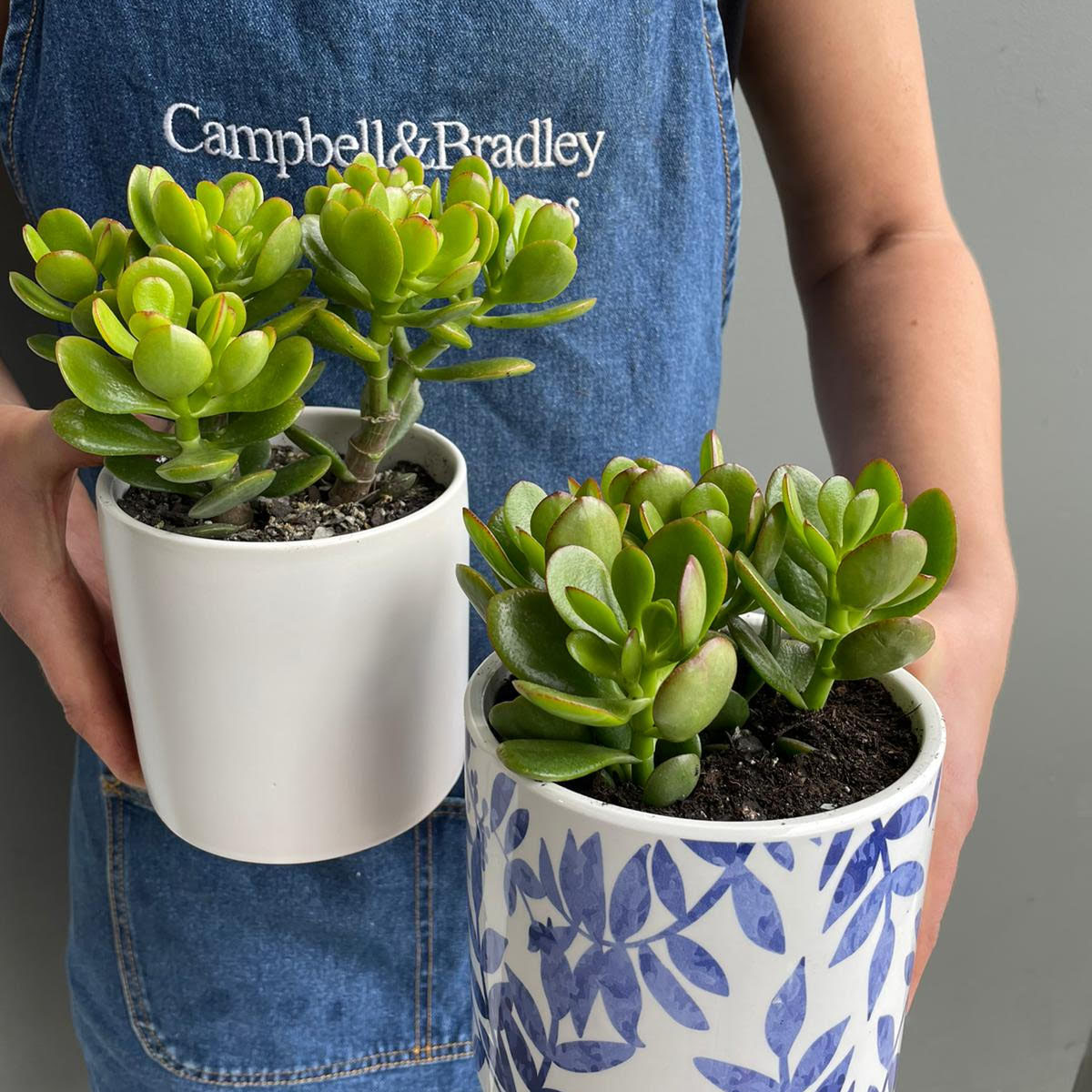 potted-succulents.jpg