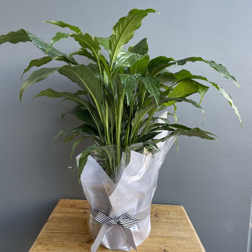 wrapped-plant.jpg
