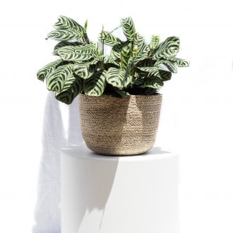 mistermistress_campbell&bradley-edits-11 (1)